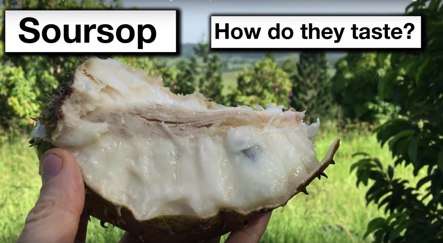 Daleys Fruit Tree Blog Grafted Soursop Fruit Trees Taste & Growing in Subtropical Australia NSW Daleys Fruit Tree Blog Grafted Soursop Fruit Trees Taste & Growing in Subtropical Australia NSW