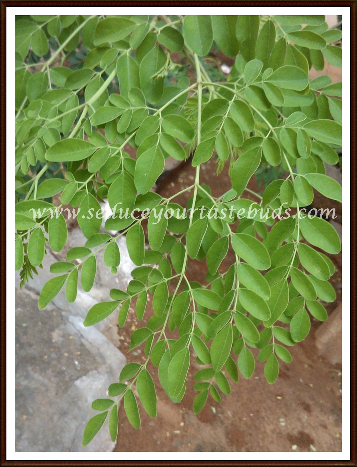 Recipes with Drumstick Leaves Seduce Your Tastebuds...