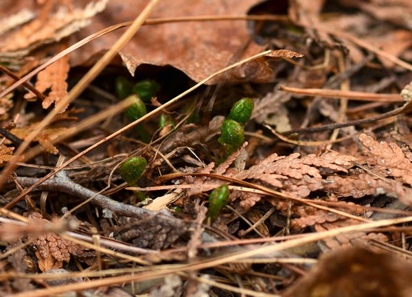 fragile fern fiddleheads croziers rock garden