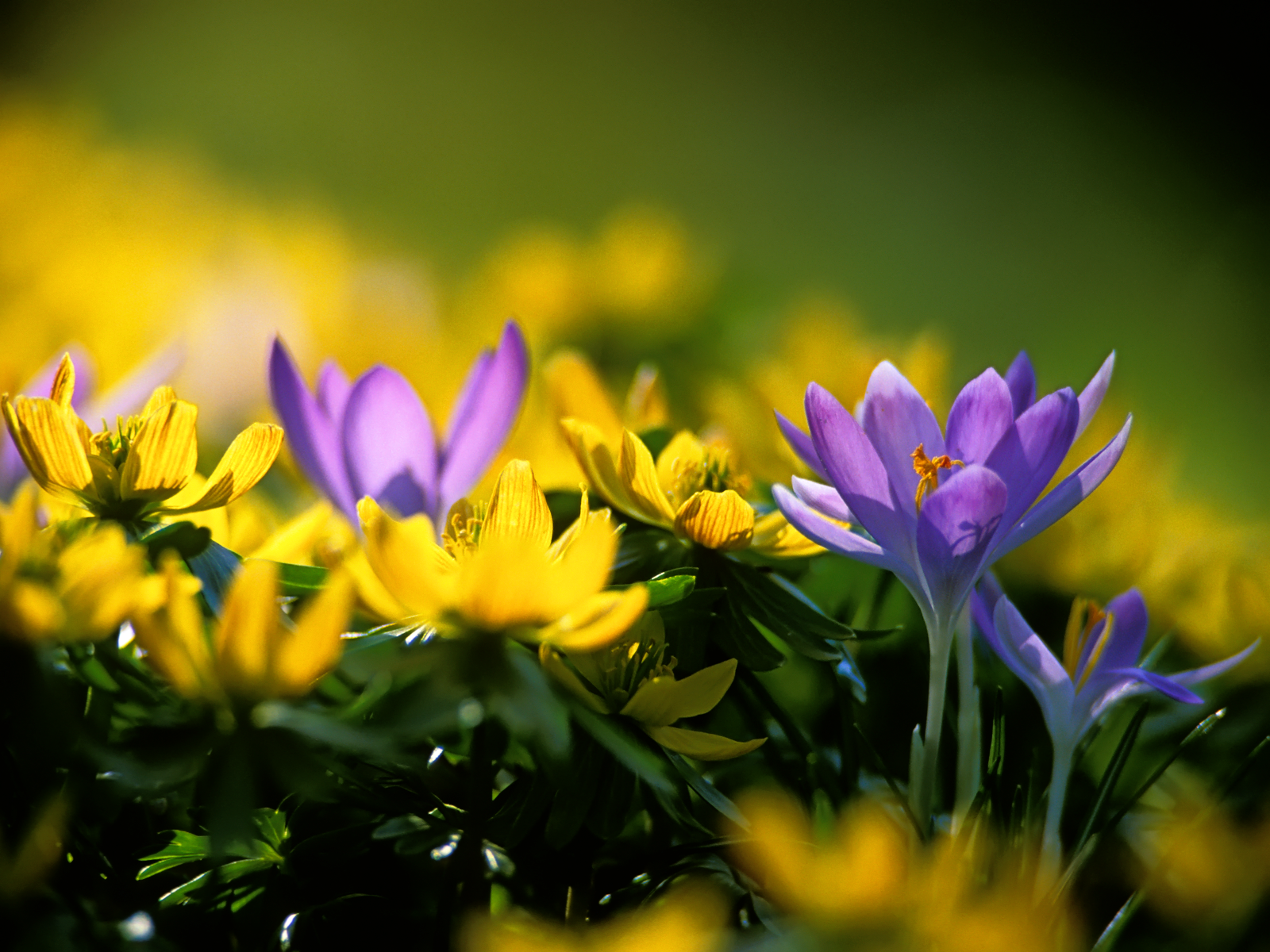 Beautiful HD Wallpapers: Amazing Spring Bliss Desktop Wallpaper #7