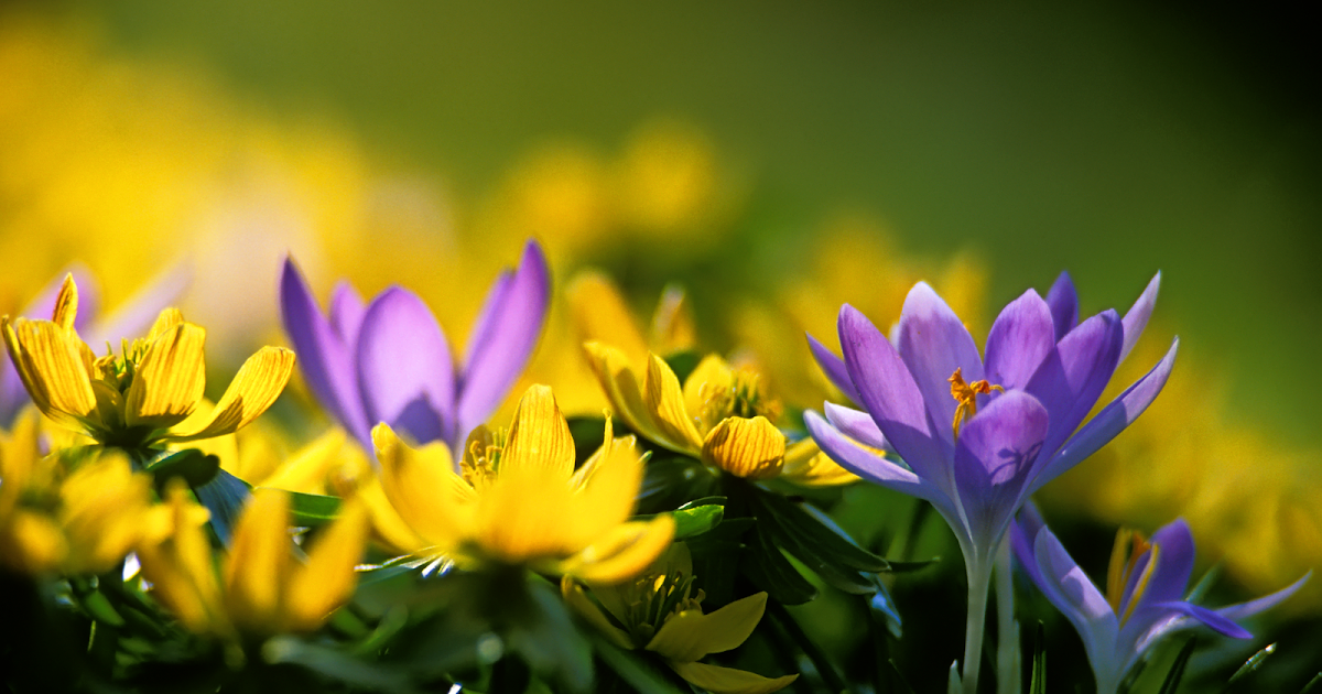 Beautiful HD Wallpapers: Amazing Spring Bliss Desktop Wallpaper #7