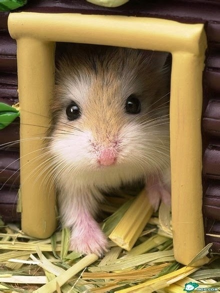gambar hamster