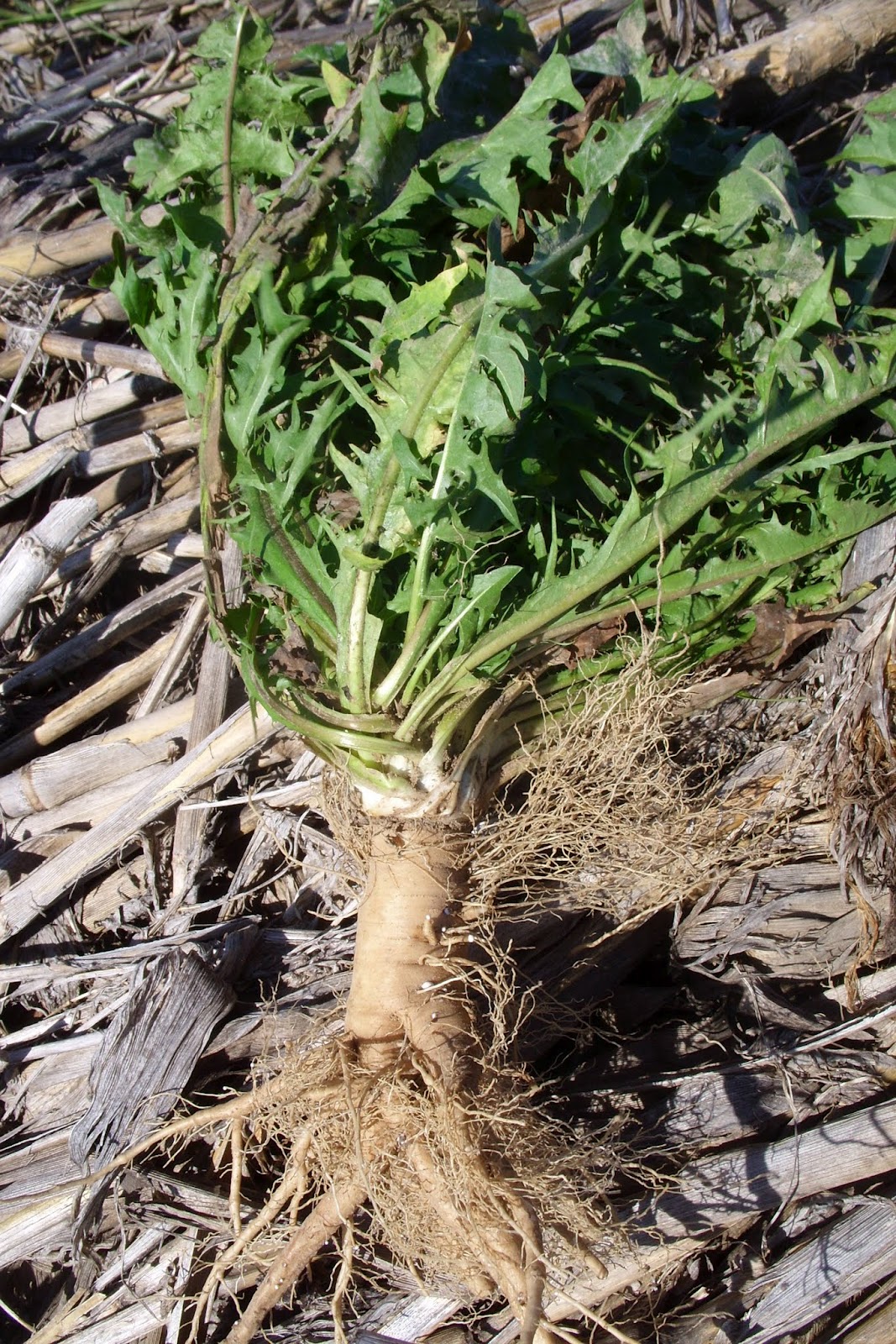 Forest House Farm Roasted Dandelion Root