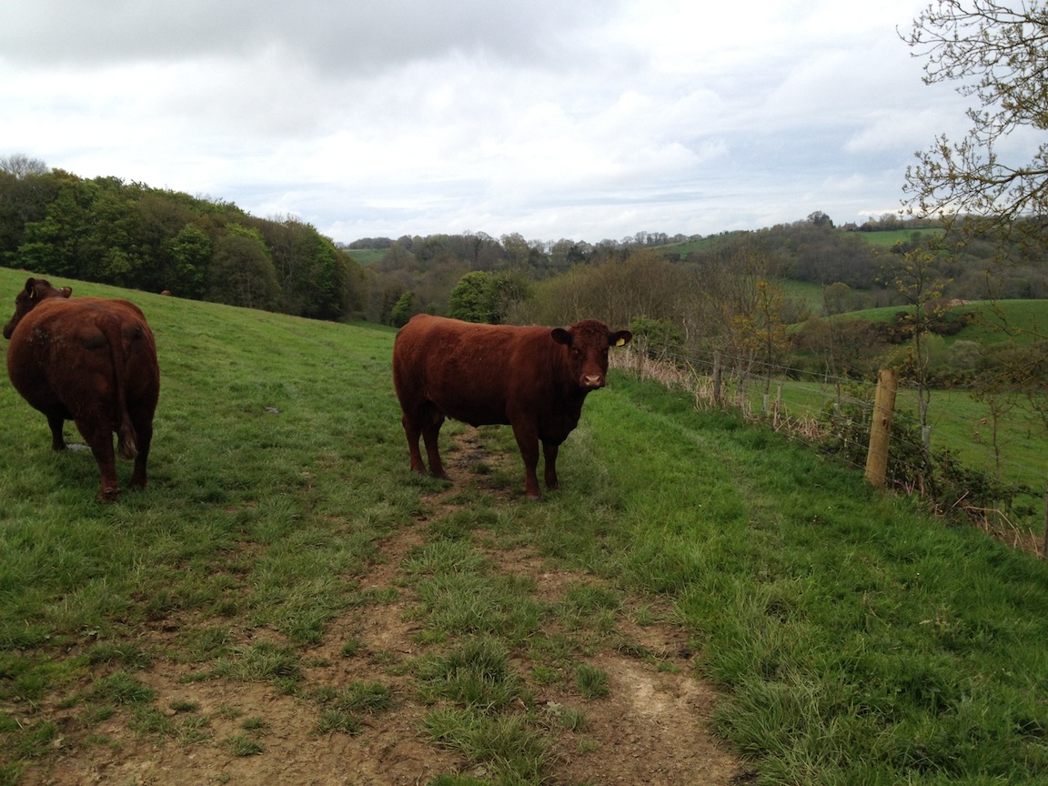 Anna's Little Farm: South Somerset - Day 6