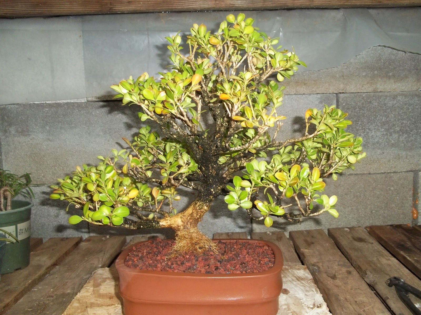 Bent Tree Bonsai cold weather just around the corner