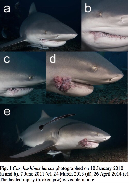 cancer Archives SharkDiver