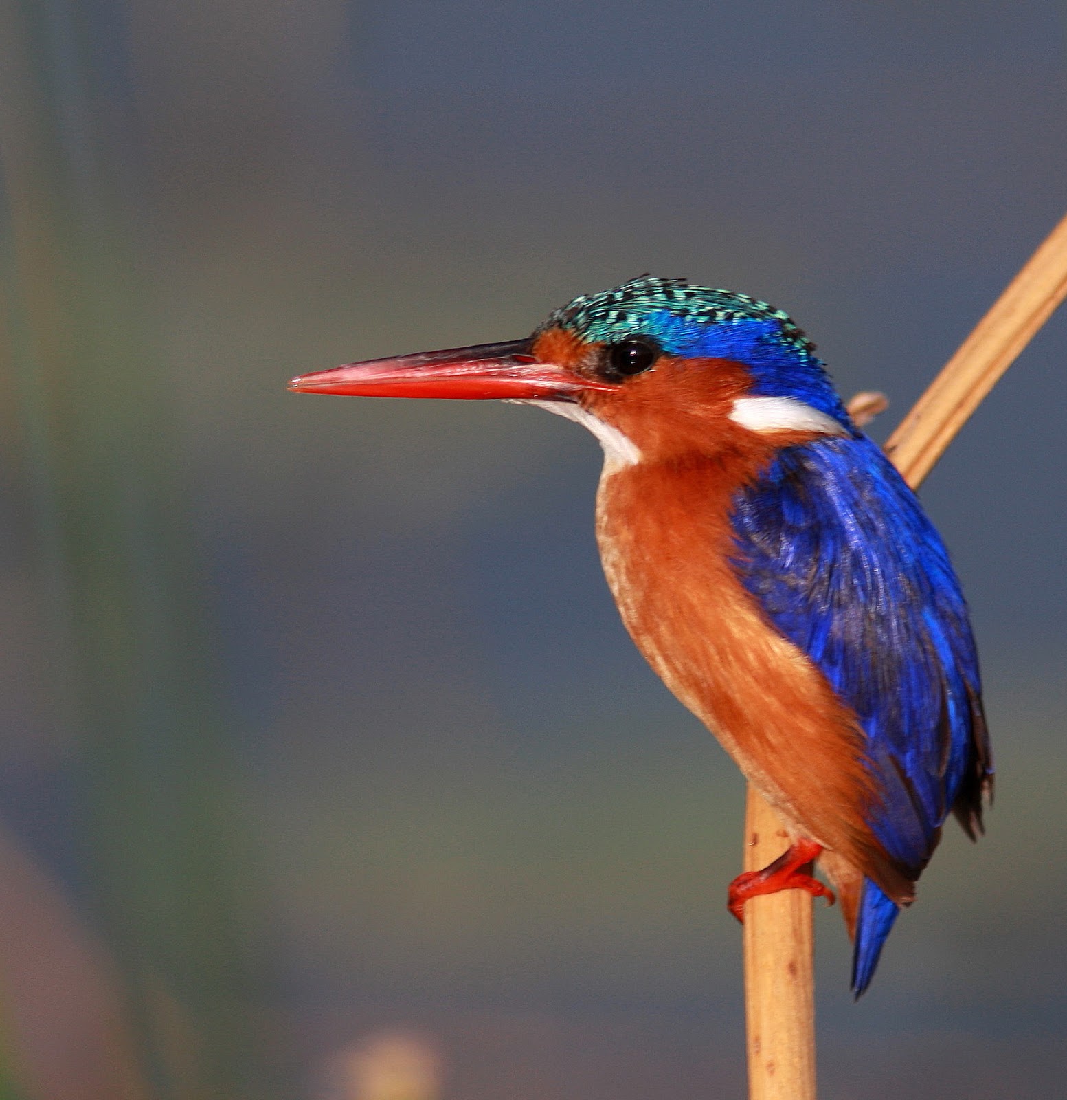 Burung Raja-udang Serba Putih yang Langka Ditemukan Di Uganda National