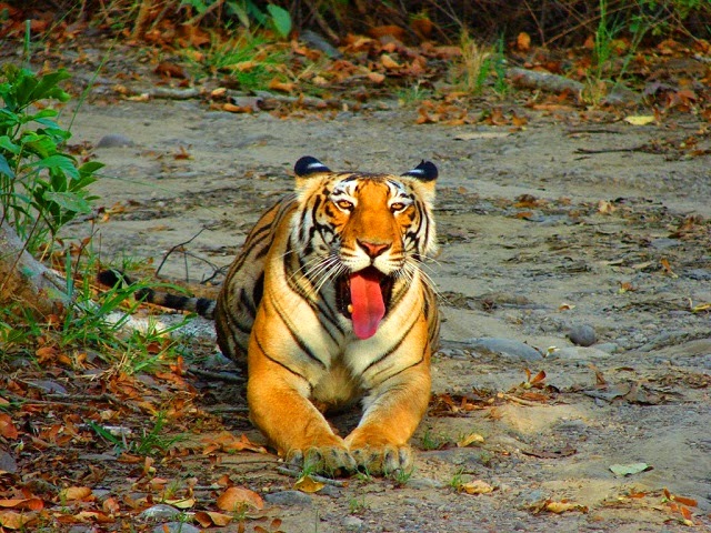 Best Wildlife Sanctuaries In Kerala | National Parks in Kerala