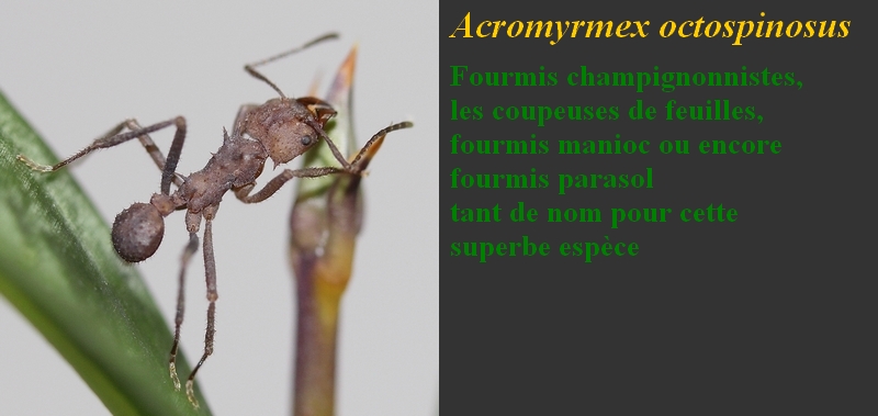 Acromyrmex octospinosus