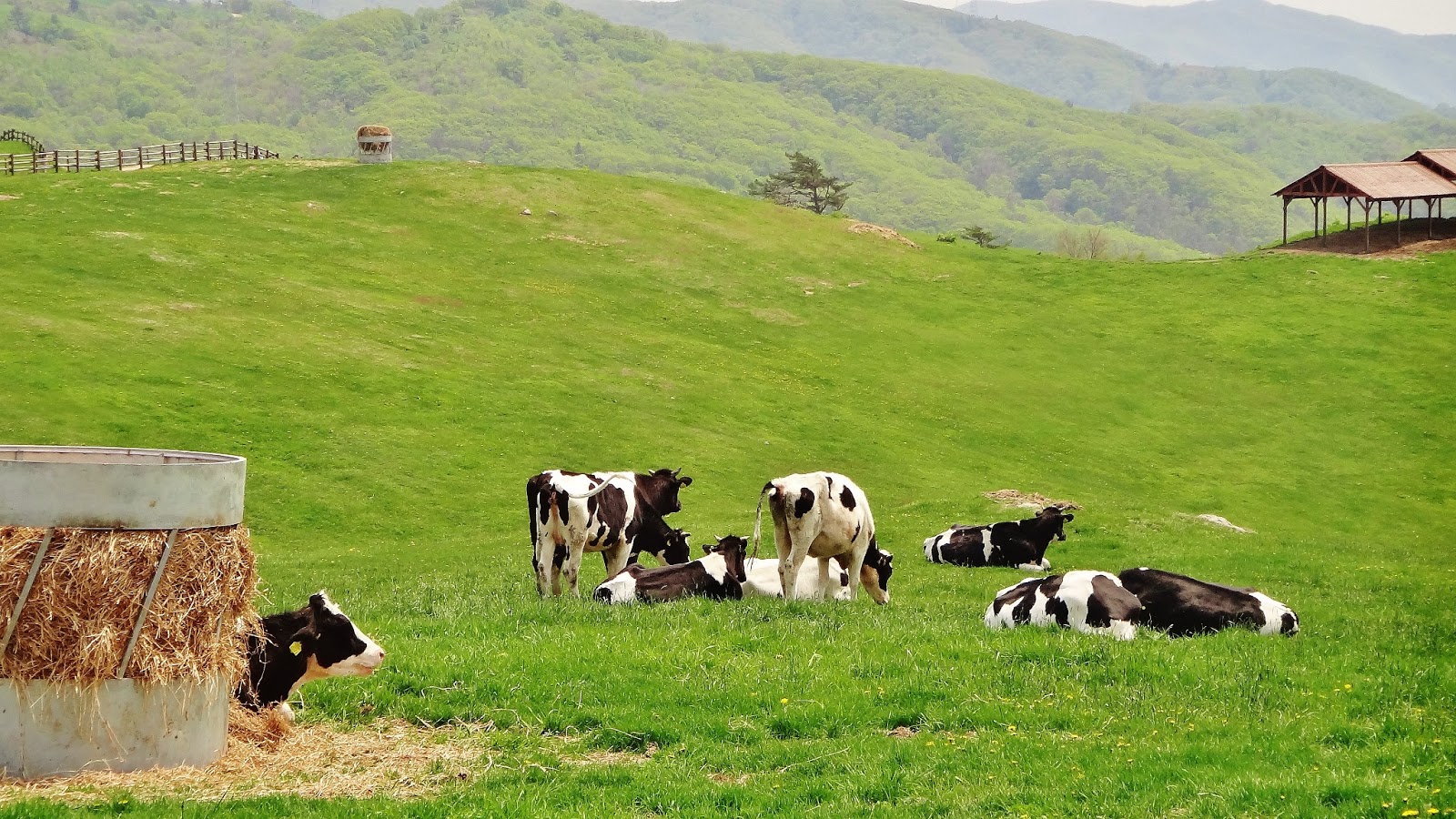 ким чен ын земледелие. южная корея сельское хозяйство животноводство. животноводство южной кореи. япония пастбища. скотоводство в японии.