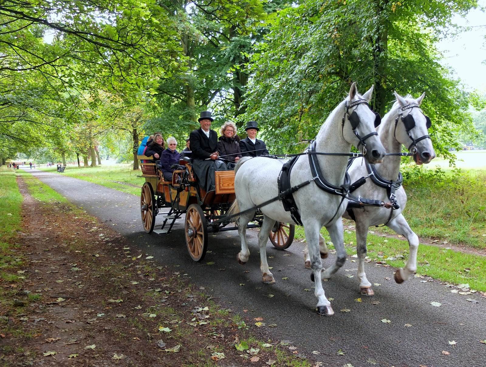 dog carriage for bike