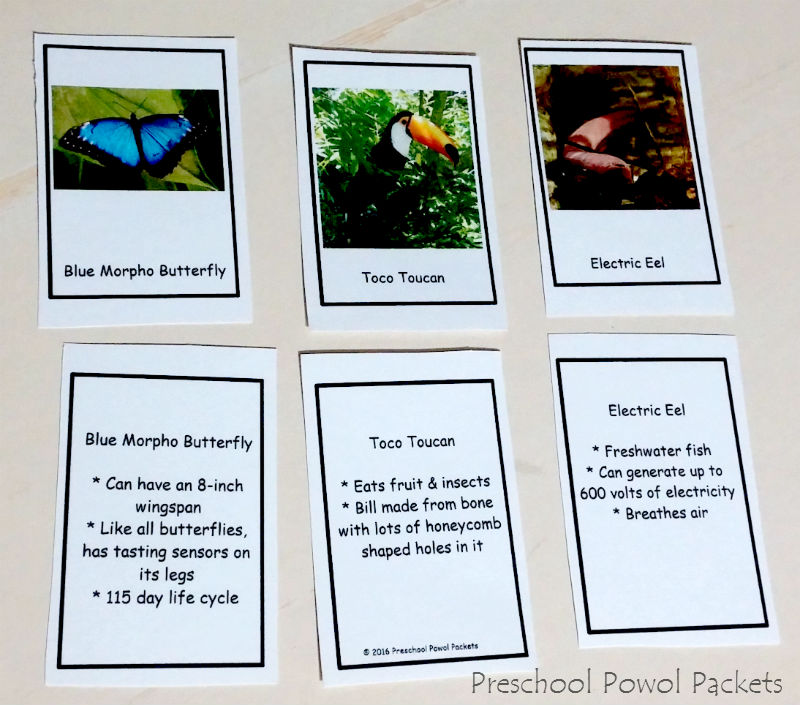 FREE} Plants & Animals in the Tropical Rainforest Biome Cards | Preschool  Powol Packets