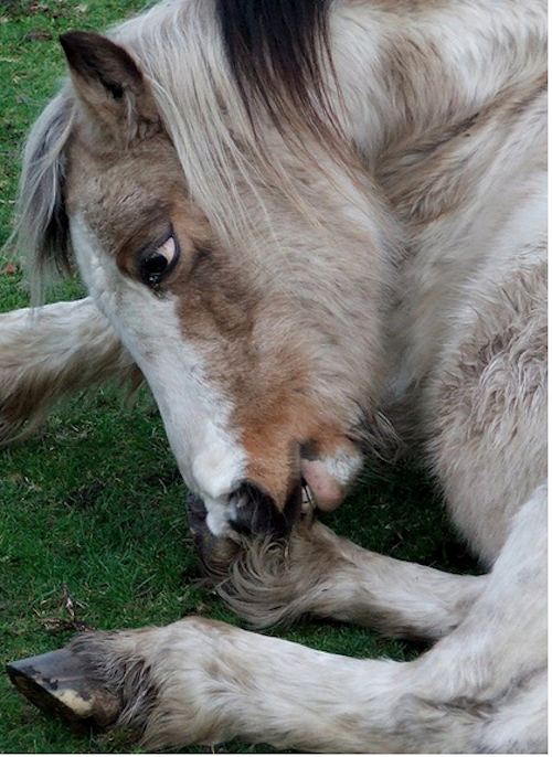 Fran Jurga`s Hoof Blog News from Hoofcare + Lameness What's Eating These Hooves? Readers