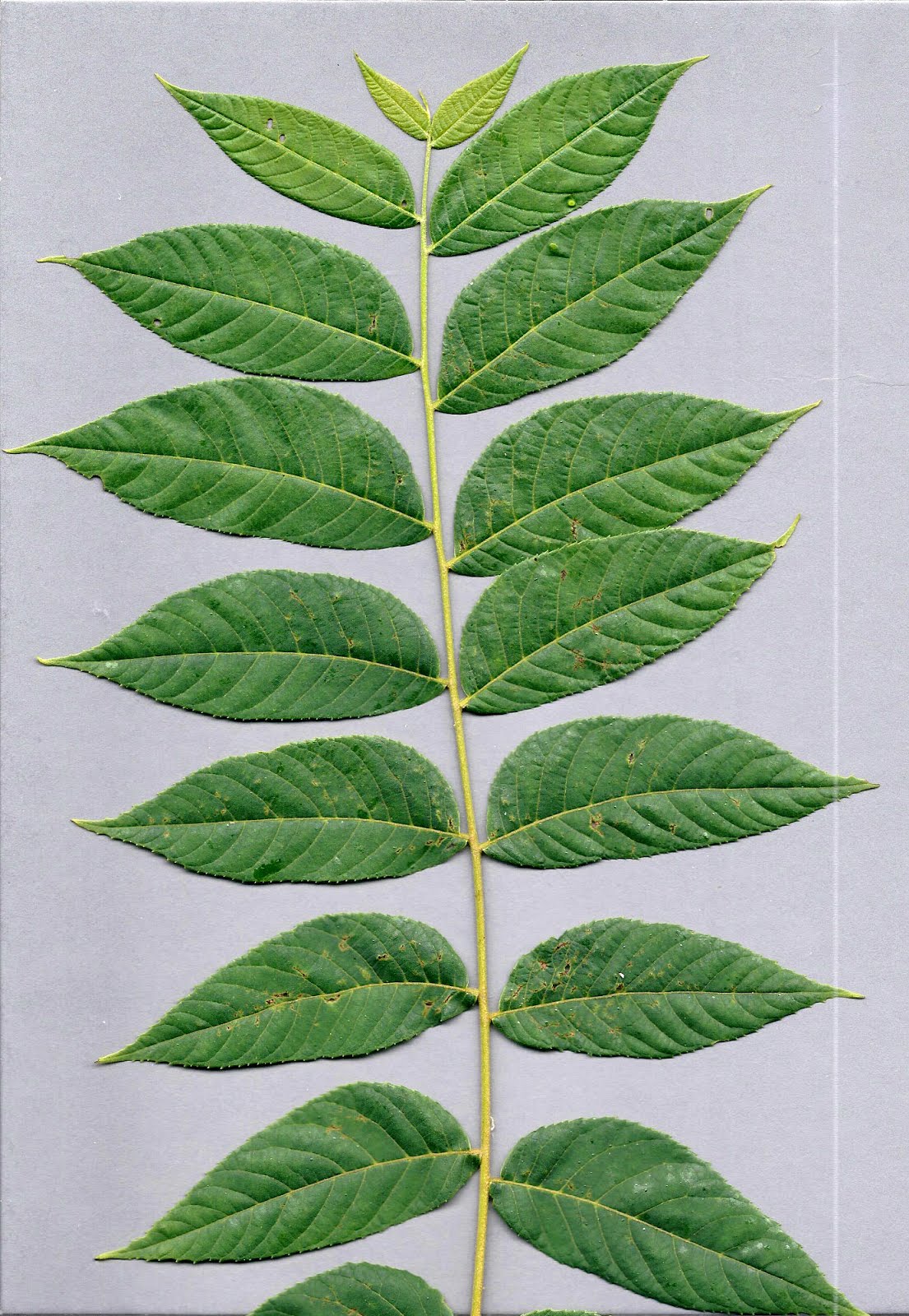 Indiana Plant A Day Black Walnut