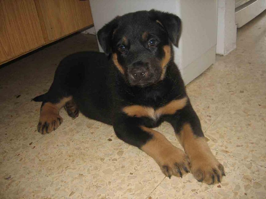 Cruce De Rottweiler Con Pastor Aleman