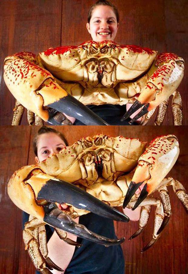 Tasmanian Giant Crab (Pseudocarcinus Gigas) - 28 Awe Inspiring Photos That Prove Just How Cool Mother Nature Is