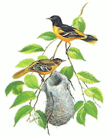 orioles