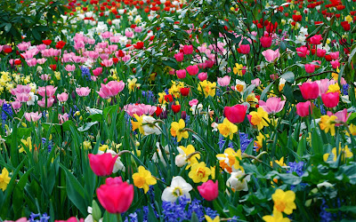 Fullcolors Tulips Flower Wallpapers