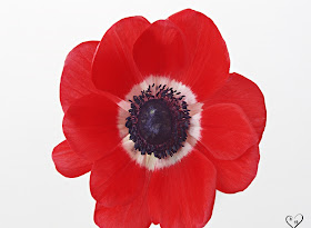 Flowers Wallpapers