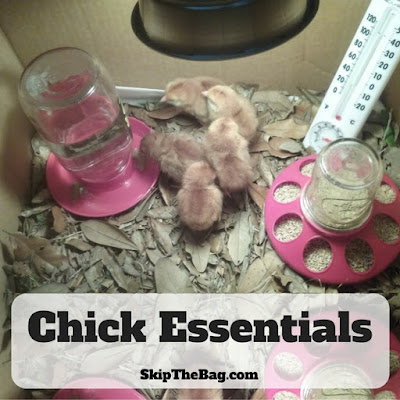 All you need to start raising chickens: feeder, water, and more