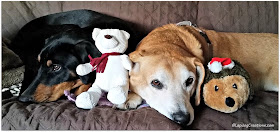 2 rescued mixed breed dogs with holiday toys