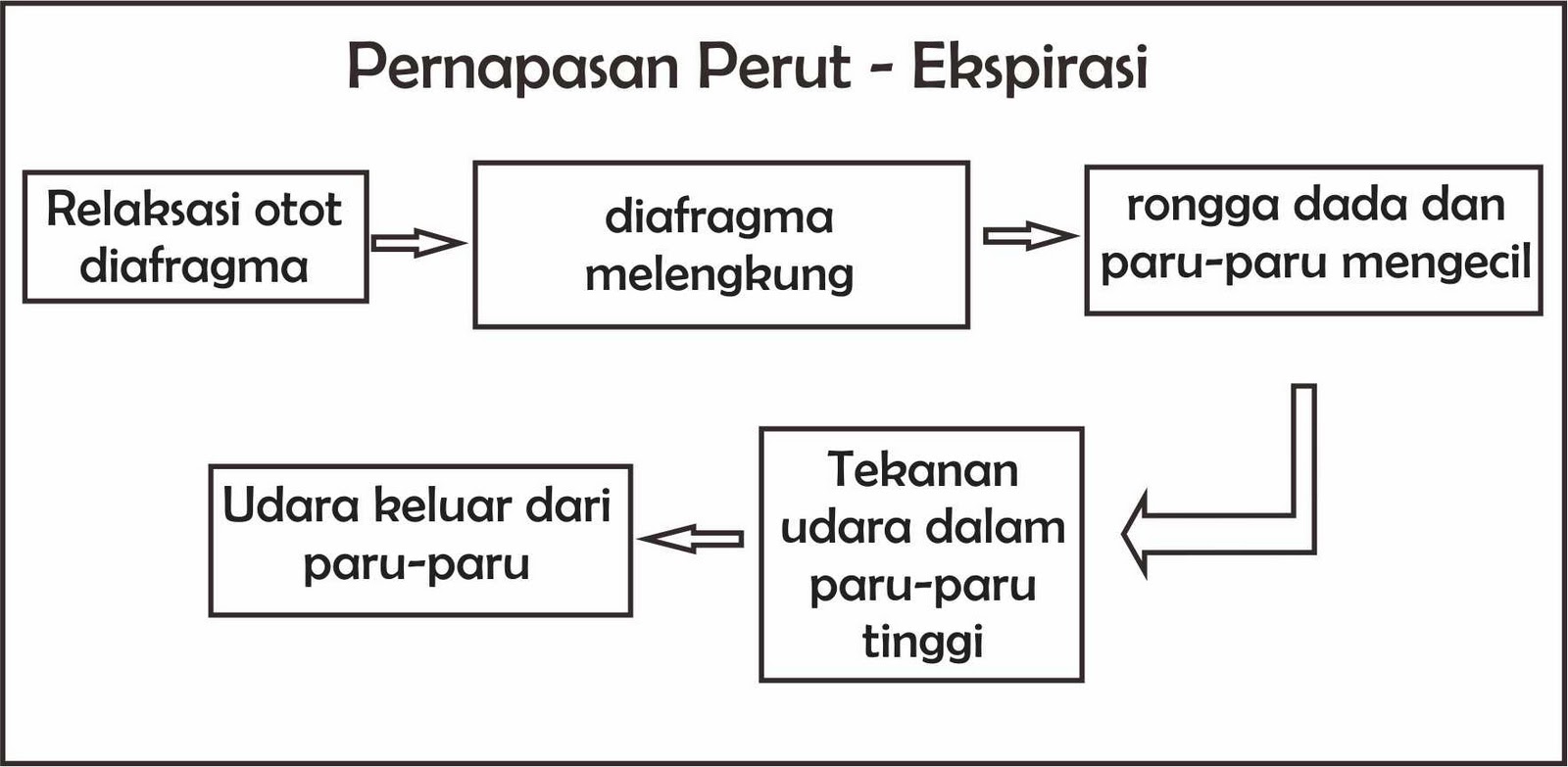 Mekanisme Pernapasan Manusia