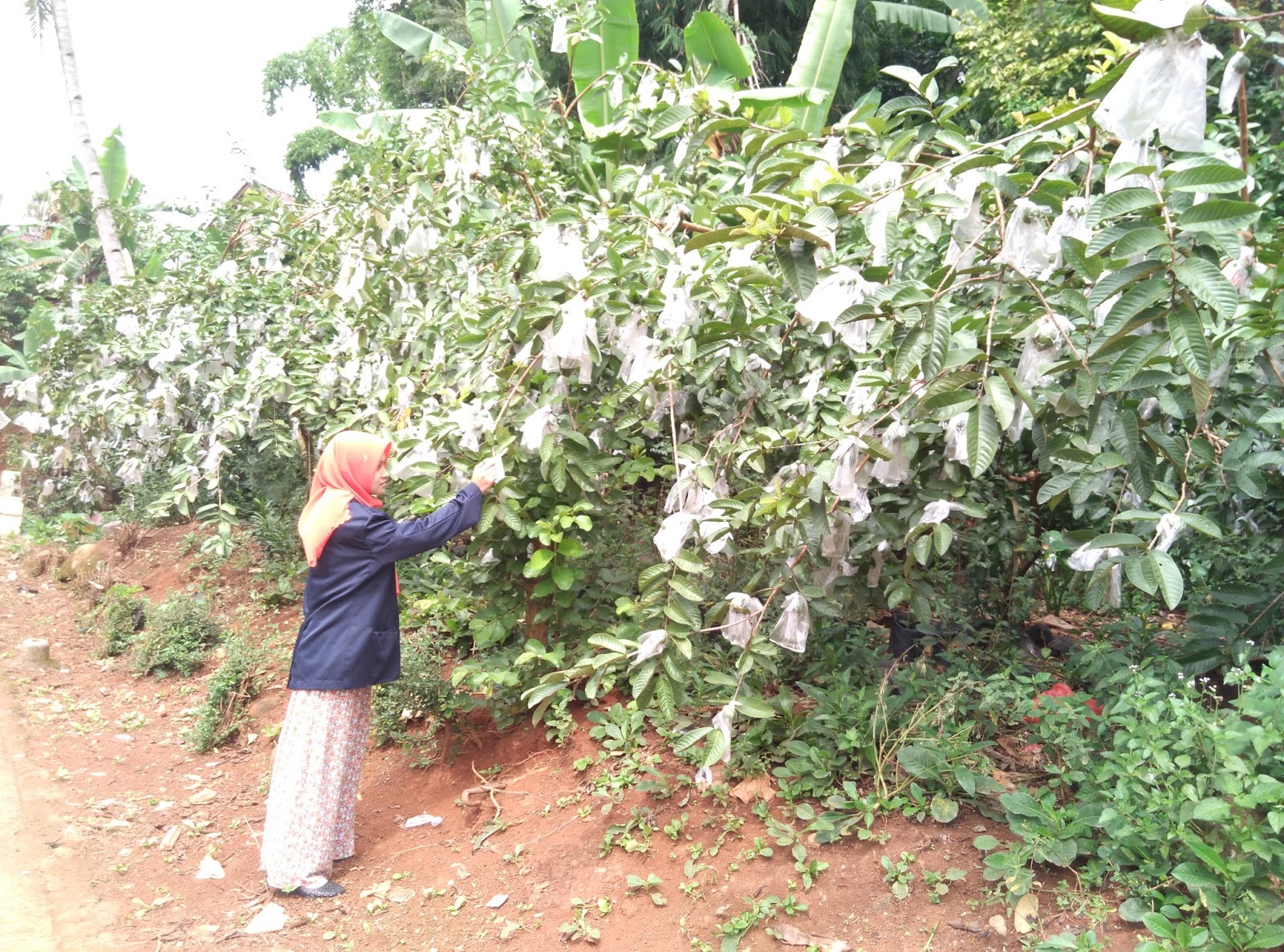 KEBUN JAMBU MERAH SELOKATON, SUKOREJO