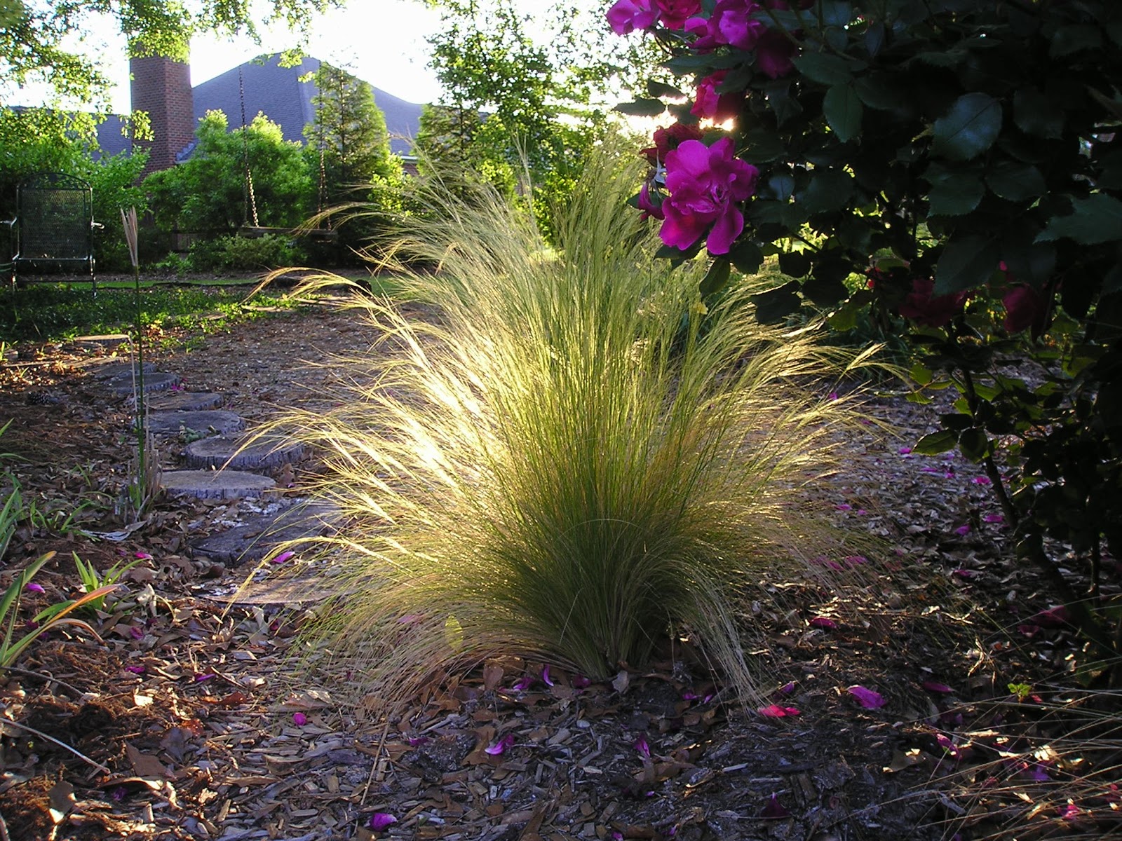 Carol's Greenville NC Garden Mexican Feather Grass