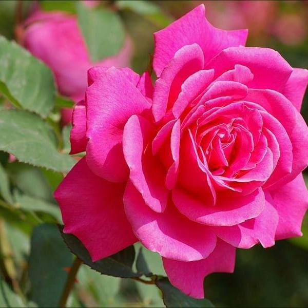 Consejos de Salud: LA ROSA