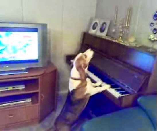 perro pianista