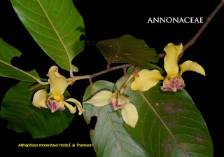 นมหนู, มะป่วน, ลำดวนดง ไม้ไทยดอกหอม Mitrephora tomentosa นมหนู, มะป่วน, ลำดวนดง ไม้ไทยดอกหอม Mitrephora tomentosa
