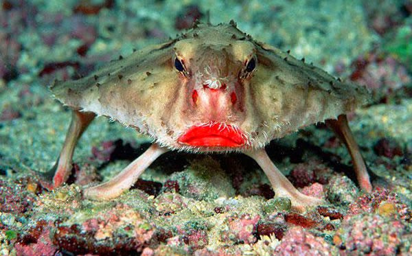 Animals You May Not Have Known Existed - Red-lipped Batfish