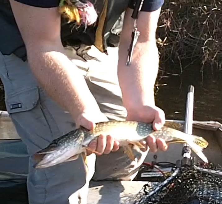 Les AA de la pêche SAISON 2011 BROCHET