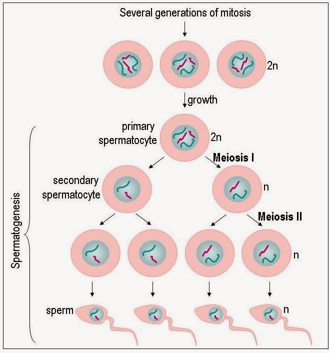 Draw only ray - diagram of spermatogenesis.