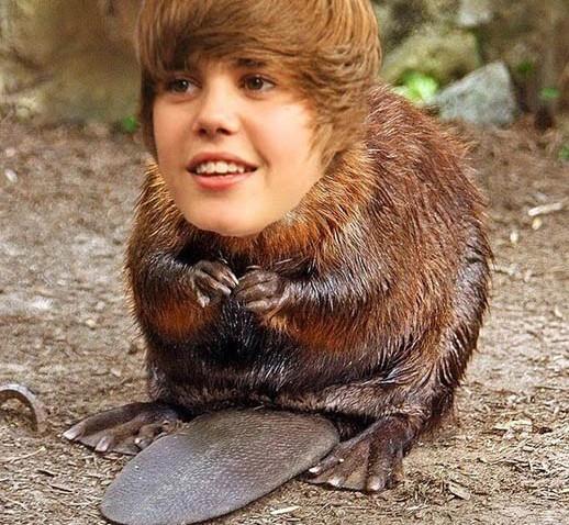 Justin Beaver
