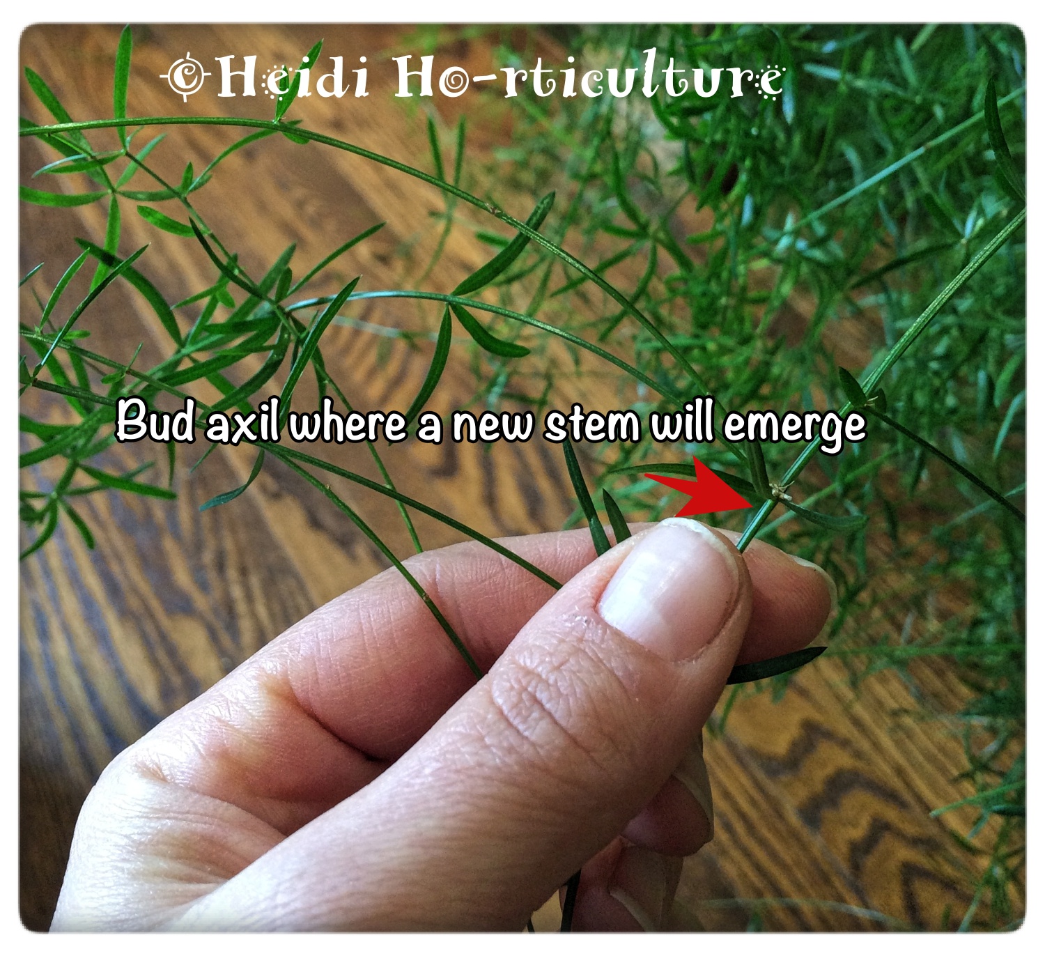 Heidi Horticulture Indoor Asparagus Fern Plant Asparagus densiflorus