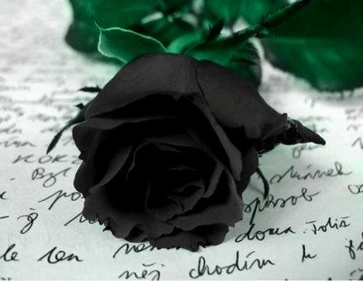 rosa preta na poesia rosa preta negra poesia