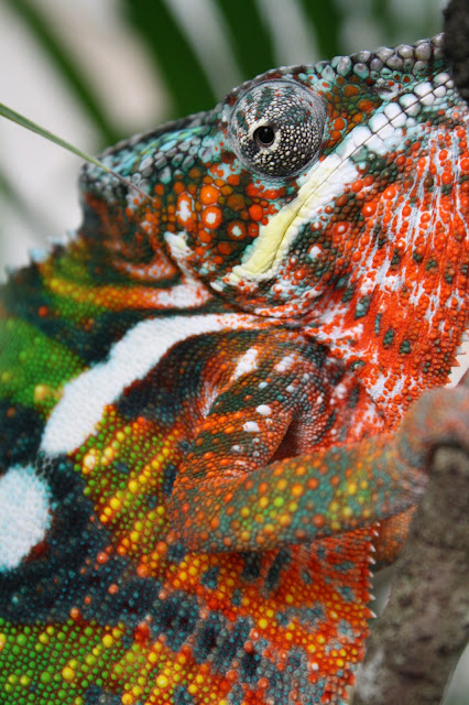 What Chameleons Cost to Purchase | Much Ado About Chameleons