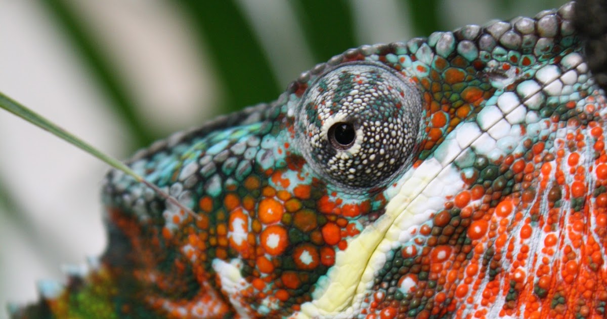 What Chameleons Cost to Purchase | Much Ado About Chameleons