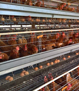 commercial poultry farm