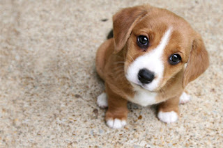 las-senales-calma-perros