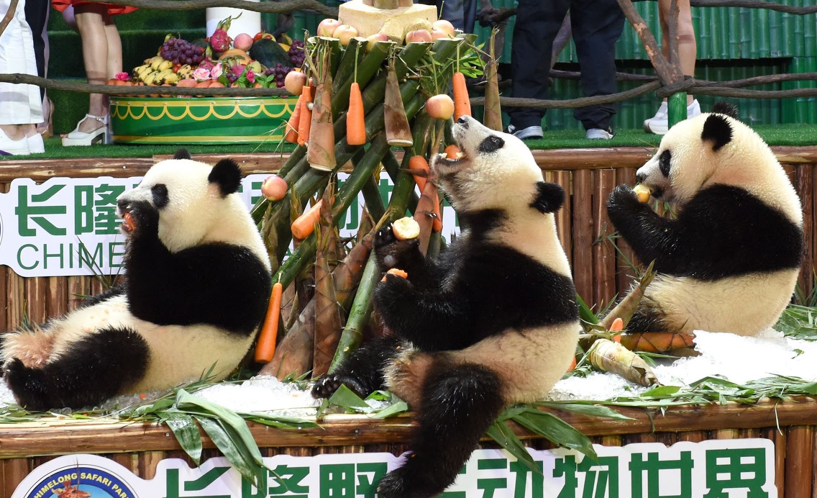 День панды День панды