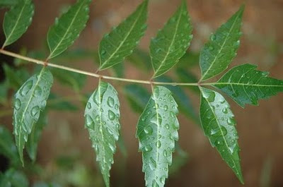 neem tree medicinal leaves