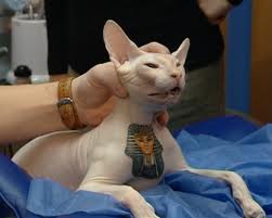 الفراعنة 11.jpg