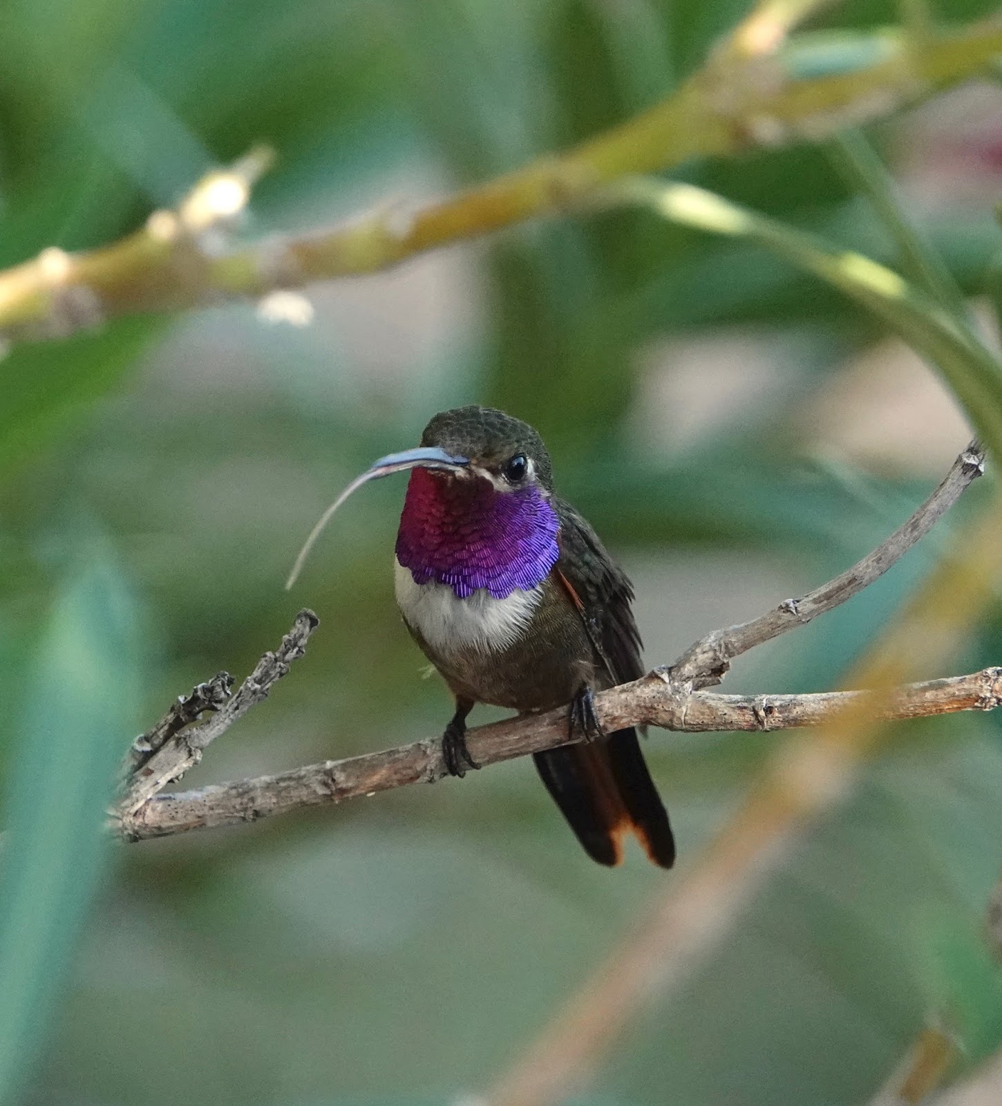 The Baiting Hollow Hummingbird Sanctuary Male Bahama Woodstar