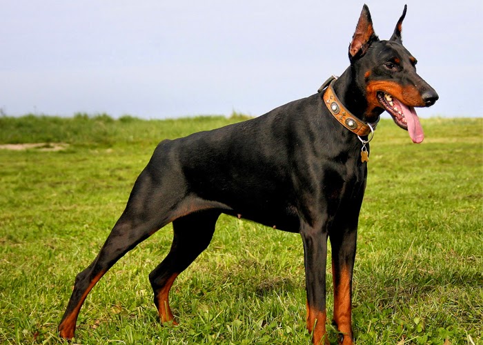Merawat Anjing Mencari Tahu Anjing Terbaik Yang Ada Di Dunia