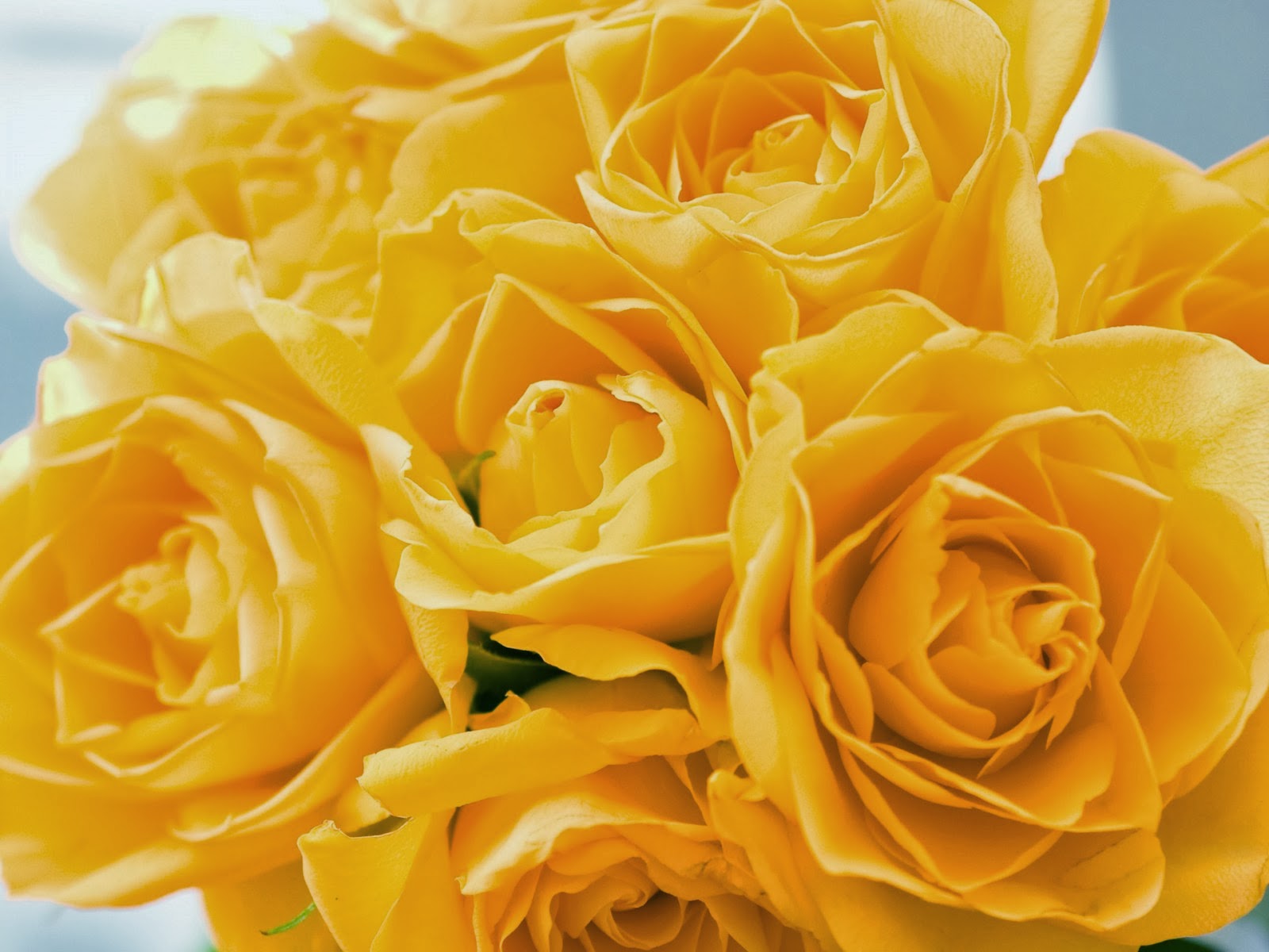 Yellow flower wallpaper - beautiful desktop wallpapers 2014