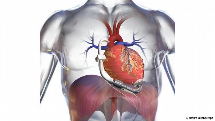مدونة علم الأحياء blog biology . كيف يعمل القلب
