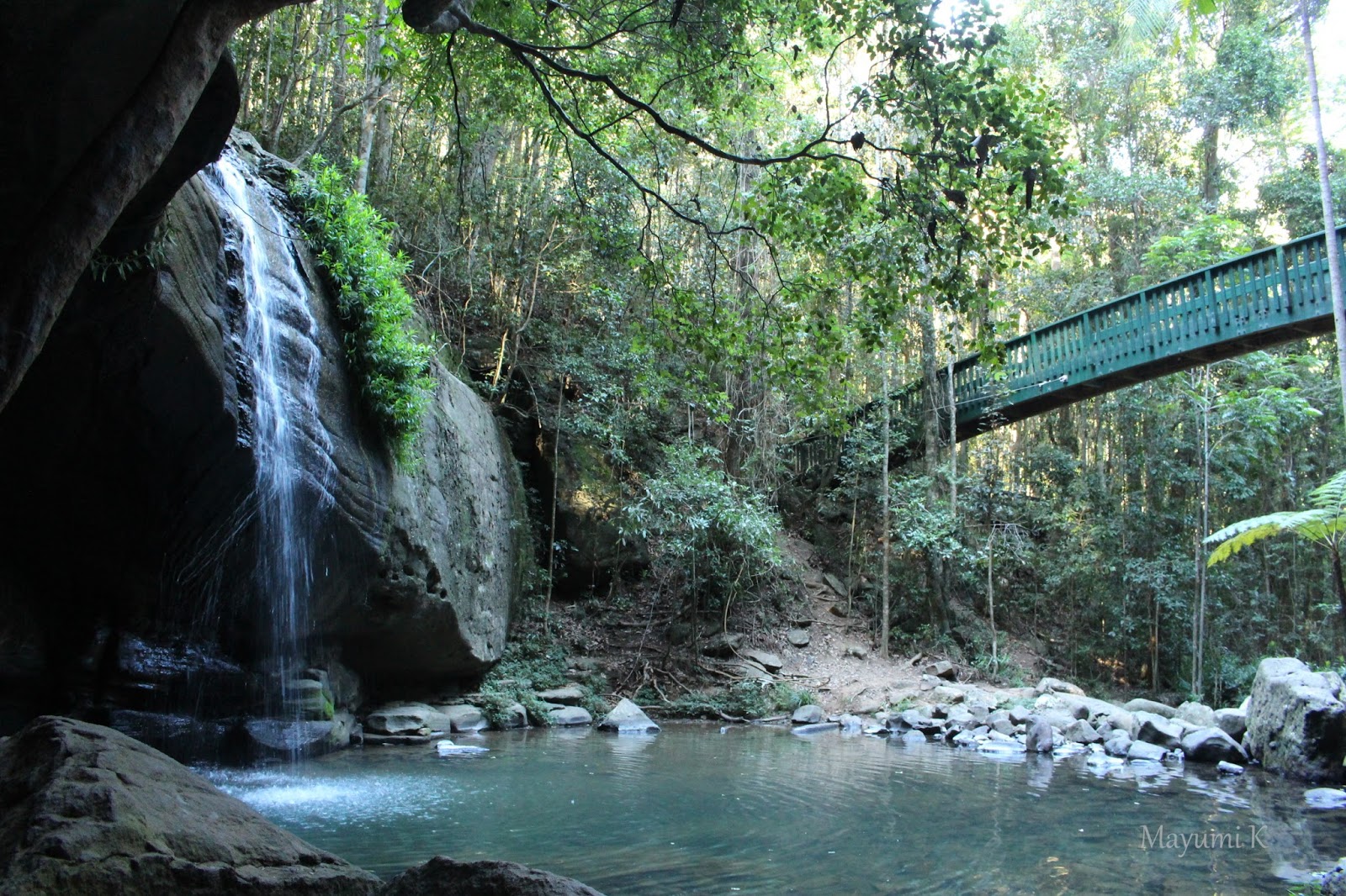 ブッシュウォーク Buderim Forest Park SUNSHINE SPIRIT