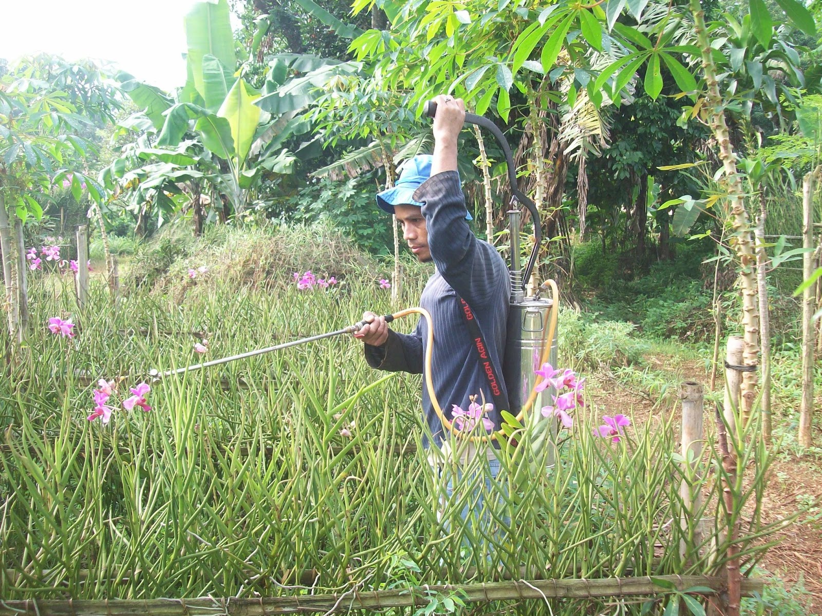  Budidaya Bunga Anggrek Tanah  tettytanoyo s Travel and 